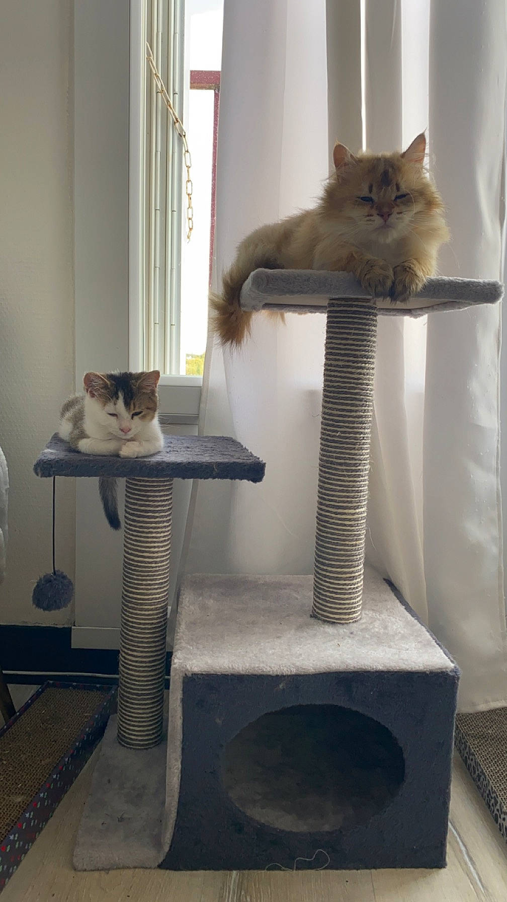 Dolly participe au concours pour gagner de l'argent avec cette photo : carnivore, cat, cat_furniture, cat_supply, chair, domestic_short_haired_cat, fawn, felidae, fur, grey, interior_design, pedestal, pet_supply, room, shelf, small_to_medium_sized_cats, tail, whiskers, window, wood