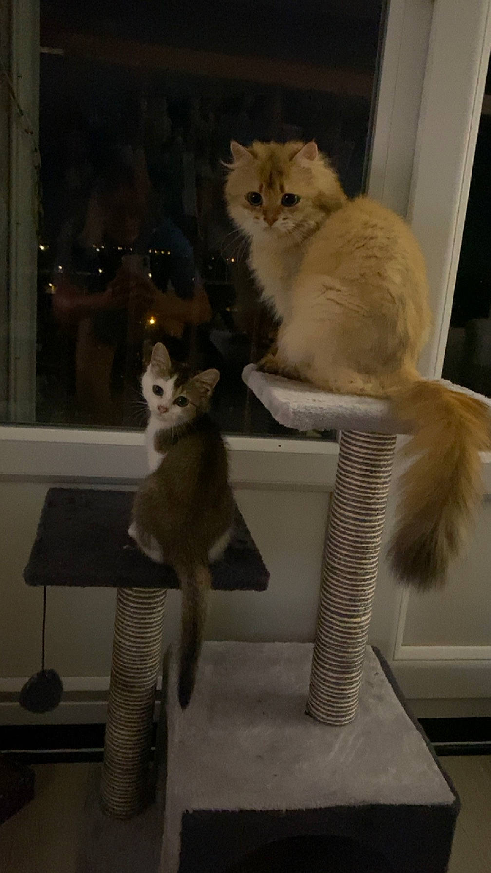 Dolly participe au concours pour gagner de l'argent avec cette photo : carnivore, cat, cat_supply, claw, domestic_short_haired_cat, fawn, felidae, fur, mammal, paw, pet_supply, small_to_medium_sized_cats, snout, tail, whiskers, window