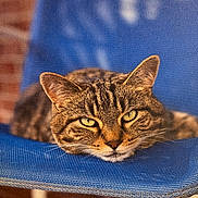 Bb joined the competition — help win amazing prizes! animal, blue_chair, cat, chair, closeup, cute, domestic_cat, ears, eyes, face, feline, fur, indoor, mesh, pet, relaxed, resting, sleepy, tabby, whiskers