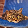 animal, blue_chair, cat, chair, closeup, cute, domestic_cat, ears, eyes, face, feline, fur, indoor, mesh, pet, relaxed, resting, sleepy, tabby, whiskers