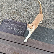 Chloe is registered to the contest to win money with this photo: animal, cat, curious, daylight, domestic_animal, doormat, feline, gravel, nature, orange_cat, outdoor, paw, pet, sidewalk, stretching, text_overlay, vehicle_tire, walking, white_cat, wooden_deck