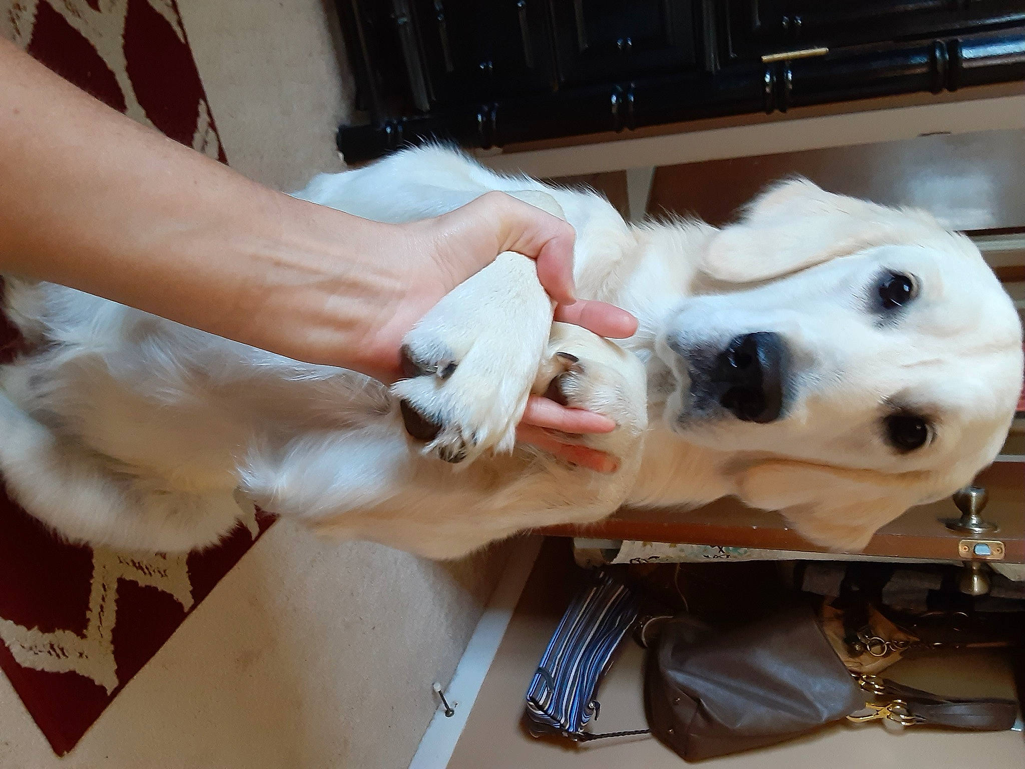 Keeva joined the competition — help win amazing prizes! canidae, carnivore, collar, comfort, companion_dog, dog, dog_breed, dog_supply, ear, fawn, fur, kitchen_appliance, nail, paw, selfie, snout, sporting_group, whiskers, working_animal, wrist