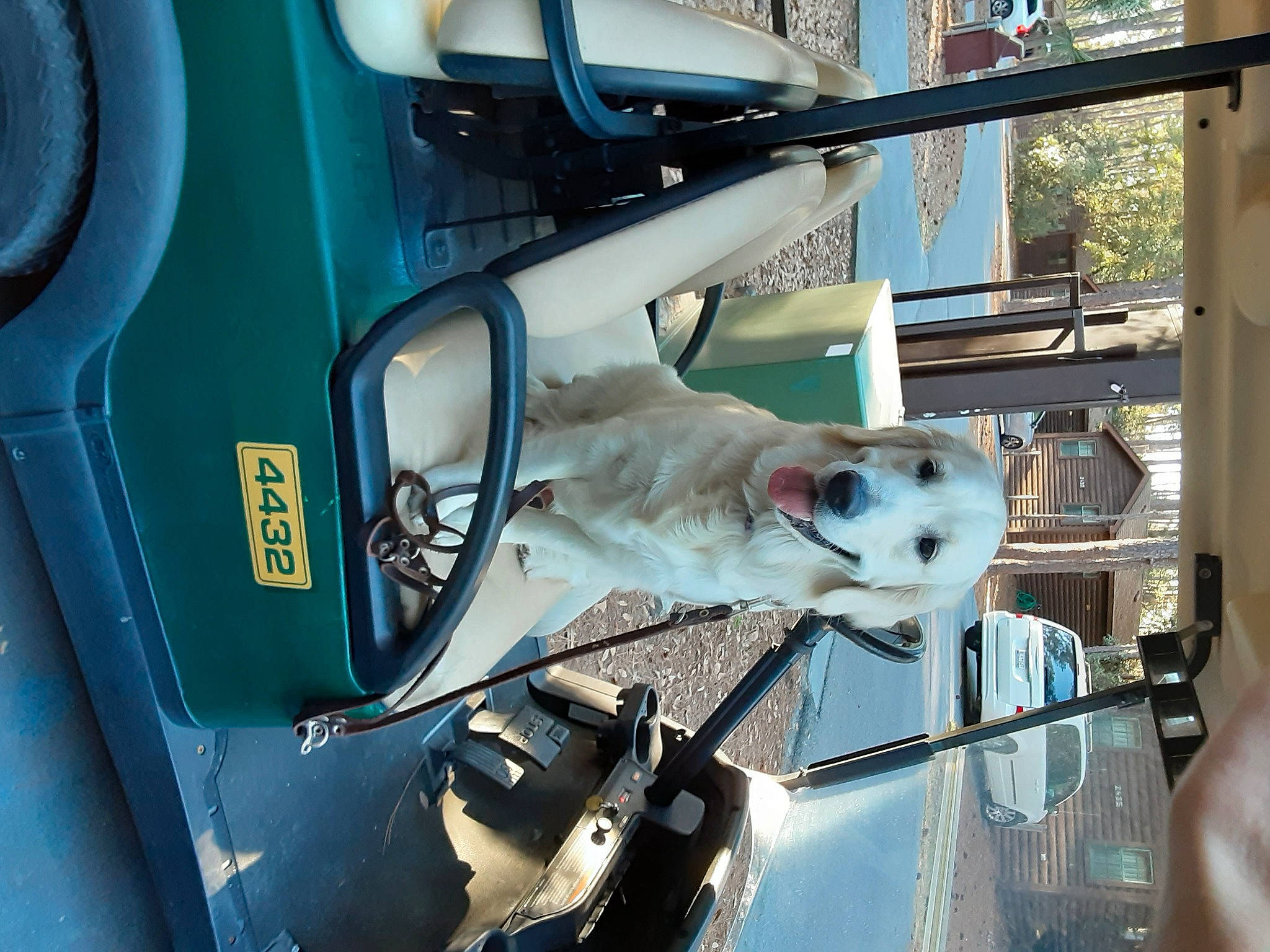 Keeva is registered to the contest to win money with this photo: auto_part, automotive_design, automotive_exterior, automotive_lighting, automotive_mirror, car, carnivore, dog, dog_breed, fender, hood, machine, mode_of_transport, motor_vehicle, snout, vehicle, vehicle_door, window, windscreen_wiper, windshield