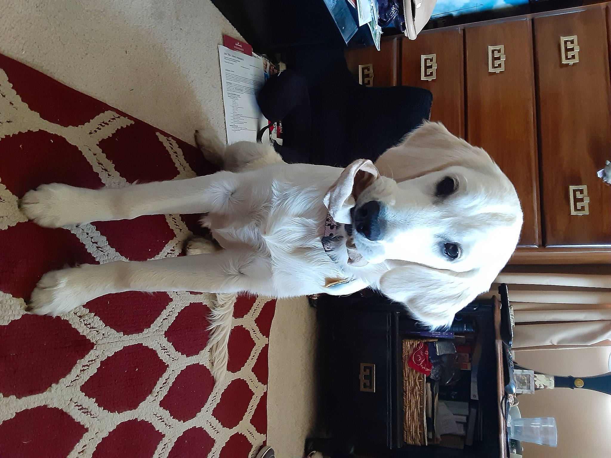 Keeva is registered to the contest to win money with this photo: art, door, flooring, fur, linens, machine, pattern, room, sporting_group, wood