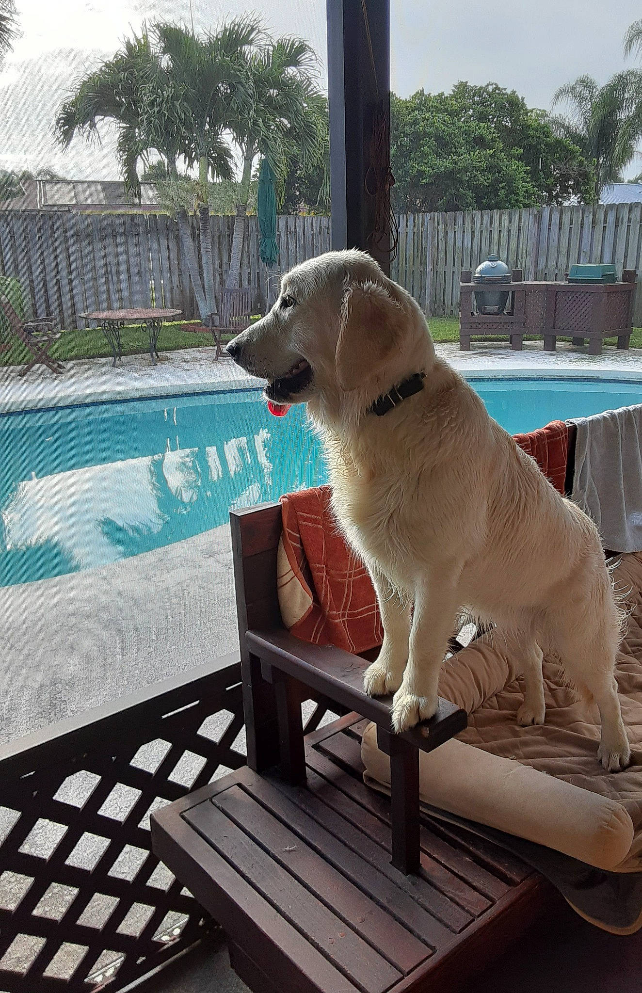 Keeva joined the competition — help win amazing prizes! carnivore, chair, companion_dog, composite_material, dog, dog_breed, fawn, gun_dog, leisure, outdoor_furniture, palm_tree, plant, shade, sitting, sky, sunlounger, swimming_pool, tail, tree, water