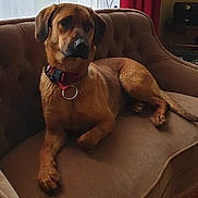 Nina a rejoint le concours — aidez-le/la à gagner de superbes lots ! black_mouth_cur, broholmer, canidae, carnivore, companion_dog, dog, dog_bed, dog_breed, fawn, furniture, mammal, puggle, puppy, rhodesian_ridgeback, sporting_group