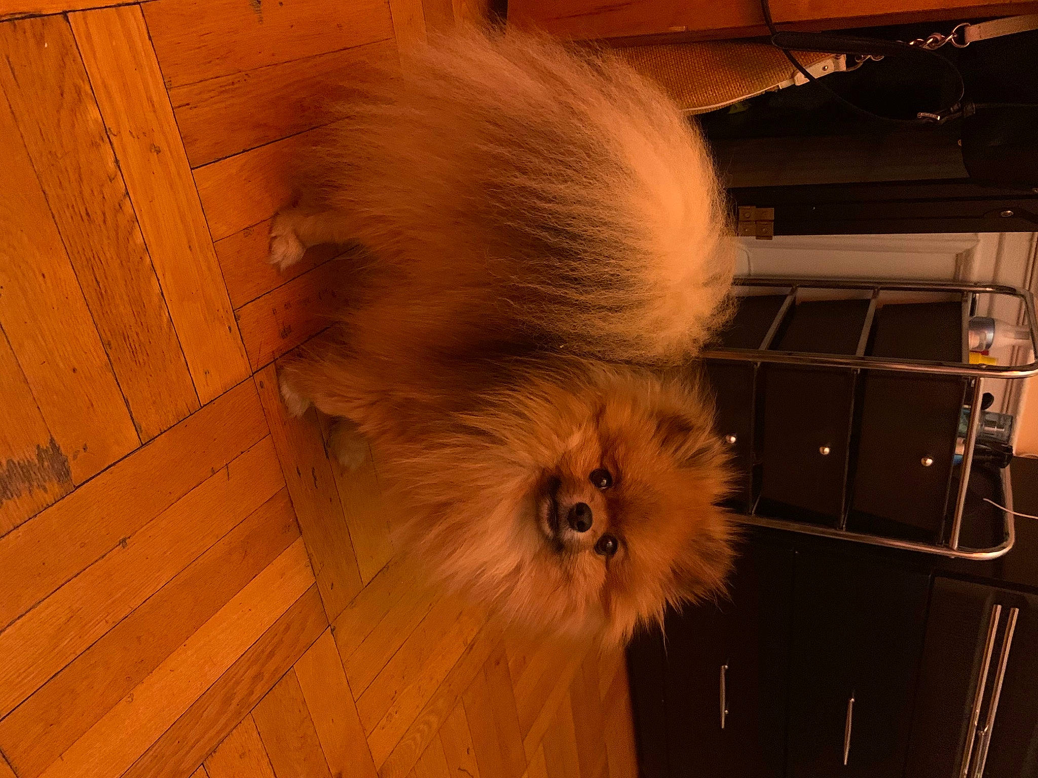 Mason is registered to the contest to win money with this photo: carnivore, ceiling, companion_dog, dog, dog_breed, fawn, felidae, floor, flooring, hardwood, house, laminate_flooring, small_to_medium_sized_cats, snout, spitz, tints_and_shades, toy_dog, whiskers, wood, wood_stain