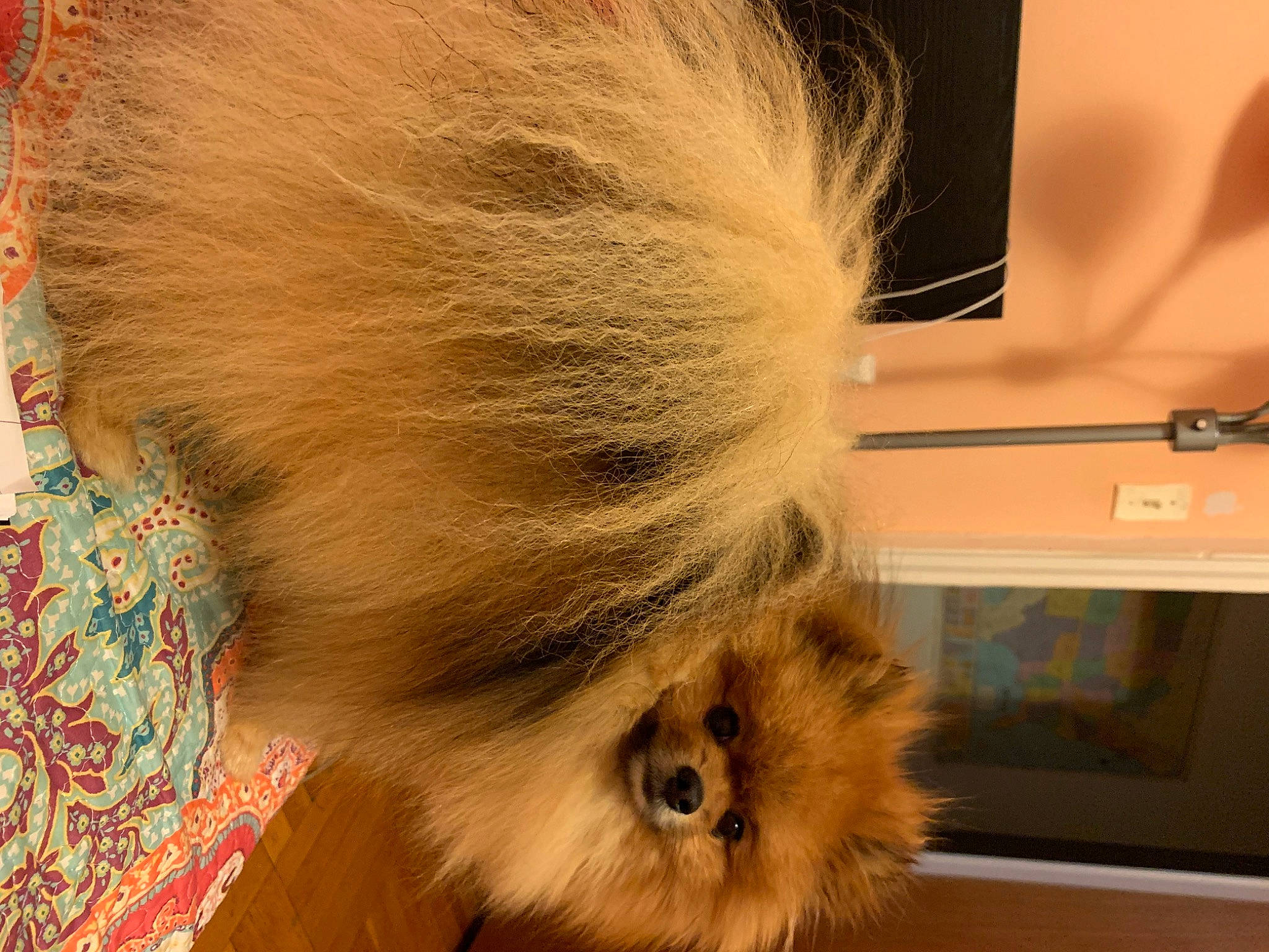 Mason joined the competition — help win amazing prizes! canidae, carnivore, companion_dog, dog, dog_breed, ear, fawn, flooring, fur, german_spitz, head, liver, snout, spitz, sporting_group, tail, television, toy_dog, whiskers, working_animal
