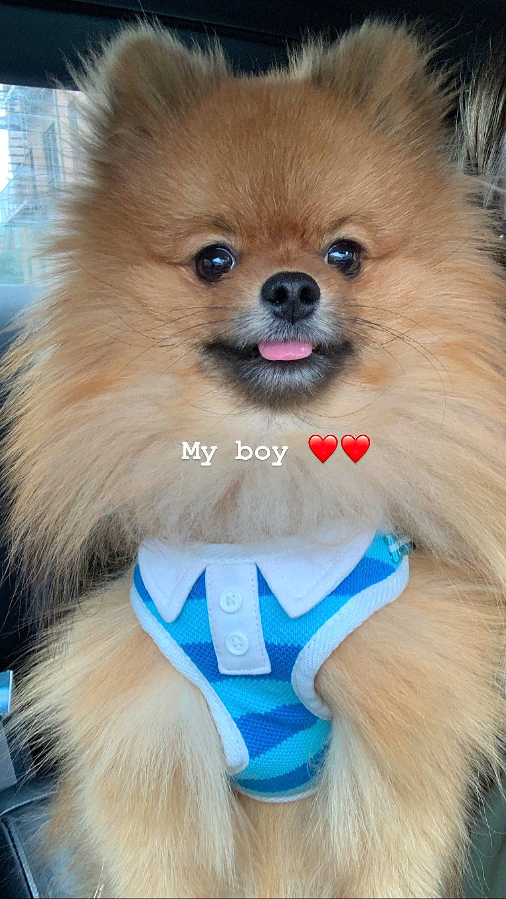 Mason joined the competition — help win amazing prizes! carnivore, companion_dog, dog, dog_breed, dog_supply, electric_blue, fashion_accessory, fawn, fur, german_spitz, german_spitz_klein, green, iris, liver, pet_supply, snout, spitz, sporting_group, toy_dog, working_animal