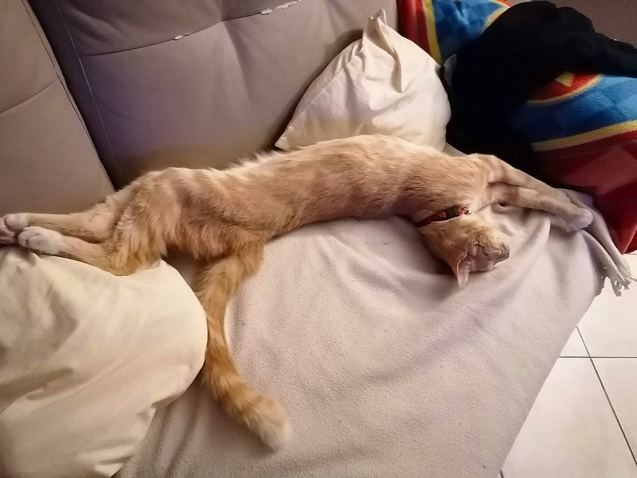 Rusty participe au concours pour gagner de l'argent avec cette photo : bed, bedding, carnivore, cat, comfort, companion_dog, couch, dog_breed, duvet, fawn, felidae, fur, human_body, human_leg, leg, linens, small_to_medium_sized_cats, sporting_group, tail, whiskers