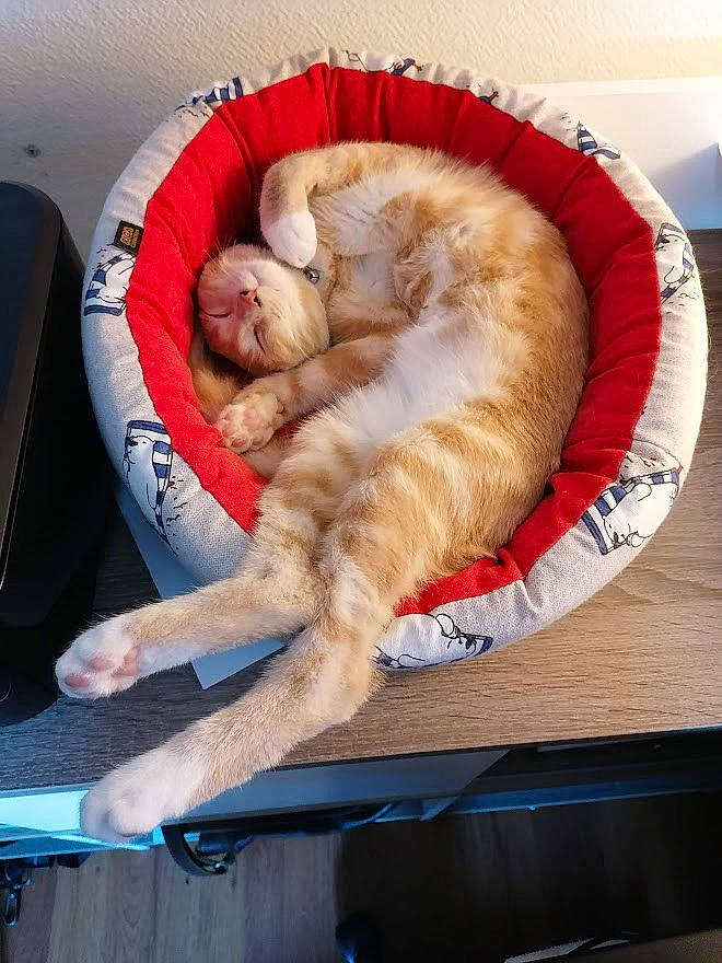Rusty participe au concours pour gagner de l'argent avec cette photo : canidae, carnivore, cat, cat_bed, cat_supply, comfort, companion_dog, felidae, fur, lap, nap, paw, sleep, small_to_medium_sized_cats, sporting_group, tail, vertebrate, whiskers