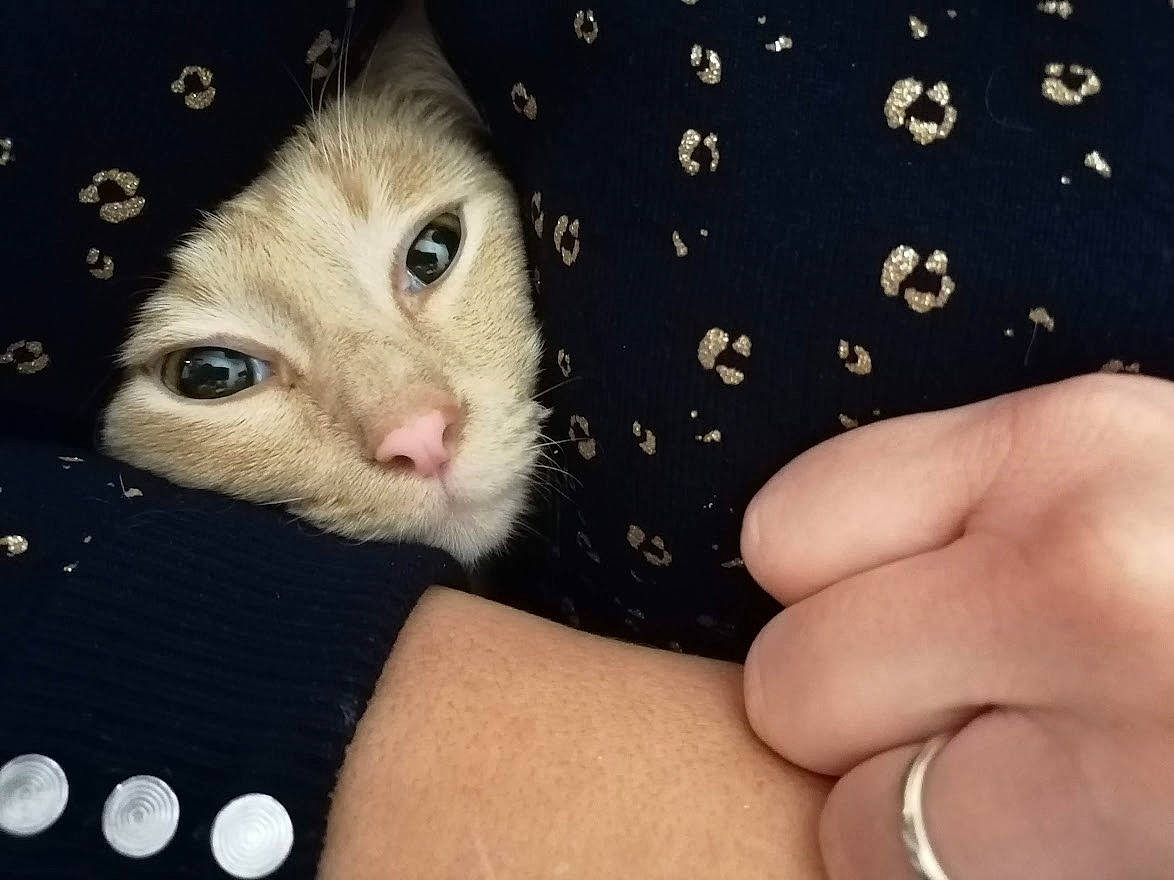 Rusty a rejoint le concours — aidez-le/la à gagner de superbes lots ! carnivore, cat, claw, domestic_short_haired_cat, ear, fawn, felidae, finger, fur, gesture, nail, paw, small_to_medium_sized_cats, snout, thumb, whiskers