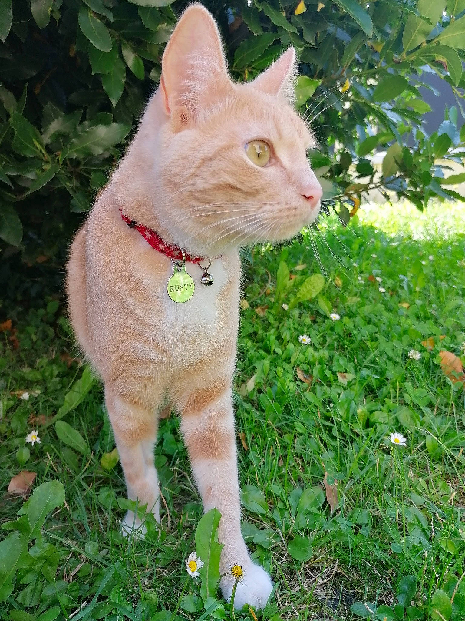 Rusty participe au concours pour gagner de l'argent avec cette photo : carnivore, cat, domestic_short_haired_cat, eye, fawn, felidae, fur, grass, groundcover, paw, plant, shrub, small_to_medium_sized_cats, snout, tail, terrestrial_animal, tree, trunk, whiskers, wildlife