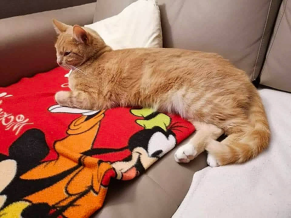 Rusty a rejoint le concours — aidez-le/la à gagner de superbes lots ! bedding, carnivore, cat, cat_supply, claw, comfort, couch, domestic_short_haired_cat, felidae, flooring, fur, linens, nap, paw, pet_supply, rectangle, room, small_to_medium_sized_cats, tail, whiskers