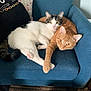 Tony joined the competition — help win amazing prizes! cat, orange_cat, white_cat, black_pillow, gold_chain, blue_chair, floral_pillow, carpet, indoor, pet, snuggling, relaxed, feline, cute, domestic_animal, furniture, cozy, resting, close_up, home