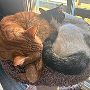 Tony joined the competition — help win amazing prizes! cat, cats, sleeping, curled_up, cozy, feline, pet, indoor, window, sunlight, cat_perch, fur, resting, animal, companion, cute, domestic, whiskers, tail, nap
