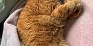 Tony is registered to the contest to win money with this photo: cat, ginger_cat, sleeping, blanket, couch, cozy, fur, pet, indoor, relaxation, nap, whiskers, paws, home, soft, comfort, feline, rest, animal, cute
