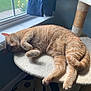 Tony joined the competition — help win amazing prizes! cat, orange_tabby, sleeping, cat_tree, window, curtain, indoor, pet, feline, cozy, resting, fur, paw, whiskers, sunlight, flower, greenery, home, carpet, relaxation