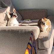 Foxy joined the competition — help win amazing prizes! dog, cat, couch, living_room, sunlight, pet, animal, gray, furniture, calico_cat, small_dog, relaxing, indoor, cozy, home, sunny, window_light, companion, resting, shadow