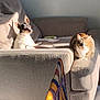 dog, cat, couch, living_room, sunlight, pet, animal, gray, furniture, calico_cat, small_dog, relaxing, indoor, cozy, home, sunny, window_light, companion, resting, shadow