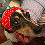 dog, close_up, headscarf, red, polka_dots, strawberry, hand, brown_eyes, knitted_sweater, denim, fur, pet, cute, indoor, cozy, animal, portrait, face, black_and_white, whiskers