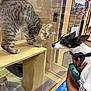 cat, dog, glass, shelf, hand, pet_store, enclosure, curious, tabby, black_and_white, small_dog, person, indoor, reflection, animal_interaction, leash, pet_bed, wooden_shelf, close_up, furniture