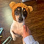 dog, pet, costume, hat, brown, white, floor, hand, person, indoor, small_dog, cute, animal, looking_up, wooden_floor, leash, toy, closeup, holding, expression