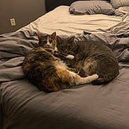 Sheera is registered to the contest to win money with this photo: cat, bed, bedding, gray, cozy, indoor, pet, feline, snuggling, sleeping_area, pillows, blanket, fur, domestic_animal, resting, two_animals, home, comfort, quiet, cute