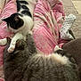 Sheera joined the competition — help win amazing prizes! cat, cats, sleeping, cuddle, blanket, pink, patterned, fur, whiskers, paw, cozy, indoor, pet, resting, relaxation, animal, cute, friendship, feline, soft