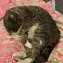 Sheera is registered to the contest to win money with this photo: cat, tabby, gray_cat, white_paws, sleeping, curled_up, blanket, pink_blanket, patterned_blanket, indoor, pet, fur, whiskers, tail, cozy, resting, cute, animal, paw, soft