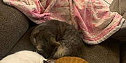 Sheera joined the competition — help win amazing prizes! cat, cats, sleeping, couch, blanket, fur, orange_cat, white_cat, gray_cat, tabby_cat, indoor, cozy, pets, resting, pile, furniture, fireplace, home, relaxation, nap