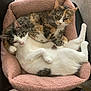 Sophia is registered to the contest to win money with this photo: cat, cats, pet_bed, pink, cozy, cuddling, feline, relaxed, sleeping, curious, chair, indoor, fur, whiskers, paws, tail, two_animals, resting, domestic_animal, animal_bed