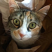Sophia is registered to the contest to win money with this photo: cat, close_up, green_eyes, curious, paper, crumpled_paper, pet, feline, whiskers, ears, nose, indoor, brown, white, orange, tabby, cute, animal, portrait, looking_up
