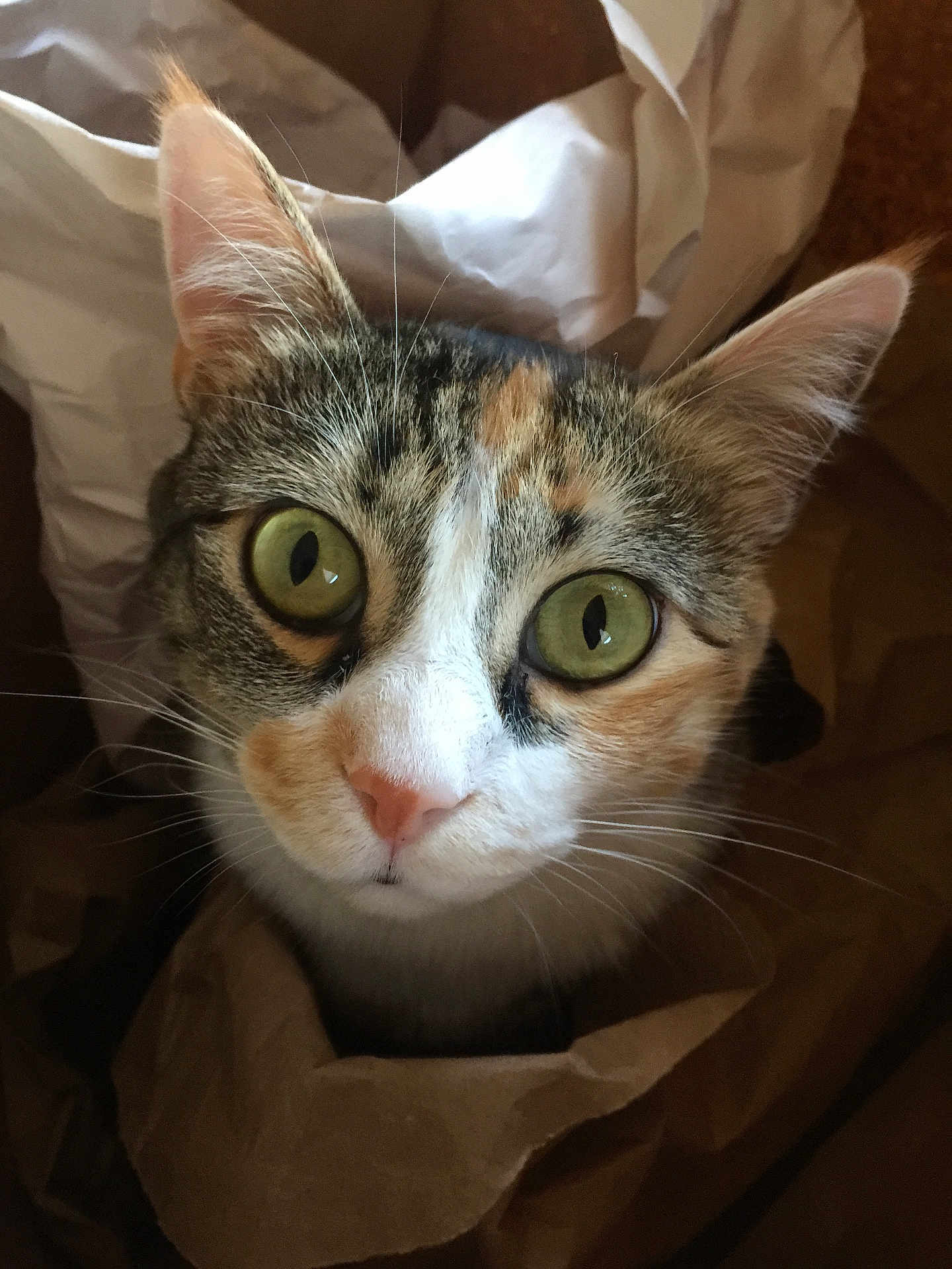 Sophia