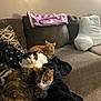 Sophia is registered to the contest to win money with this photo: cat, cats, couch, blanket, pillow, indoor, pet, feline, fur, resting, brown, white, orange, tabby, calico, cozy, relaxed, animal, living_room, domestic
