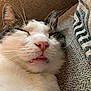 Vinny joined the competition — help win amazing prizes! cat, close_up, sleeping, fangs, nose, whiskers, fur, couch, pillow, texture, cozy, relaxed, pet, indoor, mammal, cute, animal, face, expression, resting