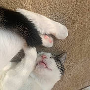 Vinny joined the competition — help win amazing prizes! cat, sleeping, paw, tail, fur, carpet, whiskers, pet, animal, cute, relaxed, indoor, pink_nose, teeth, closeup, feline, domestic_cat, cozy, resting, soft