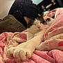 Vinny joined the competition — help win amazing prizes! cat, sleeping, paw, blanket, pink, pattern, feline, indoor, cozy, relaxed, comfort, pet, fur, whiskers, cute, home, resting, animal, closeup, soft