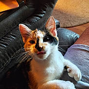 Callie Hemingway joined the competition — help win amazing prizes! abyssinian, animal, architecture, armchair, building, cat, chair, couch, cushion, furniture, hardwood, homedecor, indoors, kitten, livingroom, manx, pet, room, siamese, wood