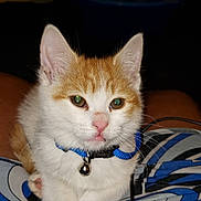 Faith is registered to the contest to win money with this photo: kitten, cat, orange, white, collar, bell, pet, animal, lap, person, clothing, pattern, blue, black, indoor, cute, whiskers, ears, face, resting