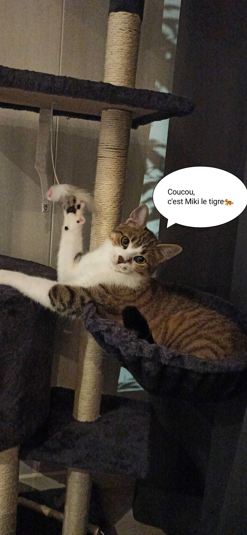 Miki a rejoint le concours — aidez-le/la à gagner de superbes lots ! carnivore, cat, cat_supply, claw, domestic_short_haired_cat, fawn, felidae, fur, paw, pet_supply, photo_caption, small_to_medium_sized_cats, tail, toy, whiskers, window, wood