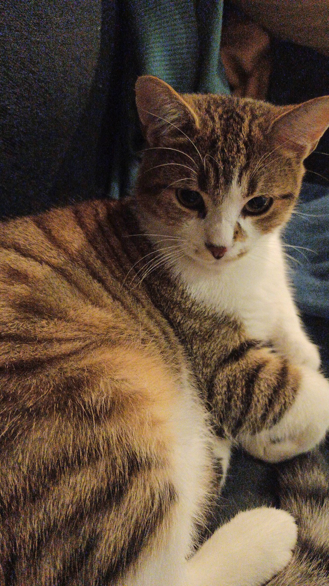 Miki participe au concours pour gagner de l'argent avec cette photo : carnivore, cat, claw, domestic_short_haired_cat, eye, felidae, fur, paw, sitting, small_to_medium_sized_cats, snout, tail, terrestrial_animal, whiskers, wildlife, window