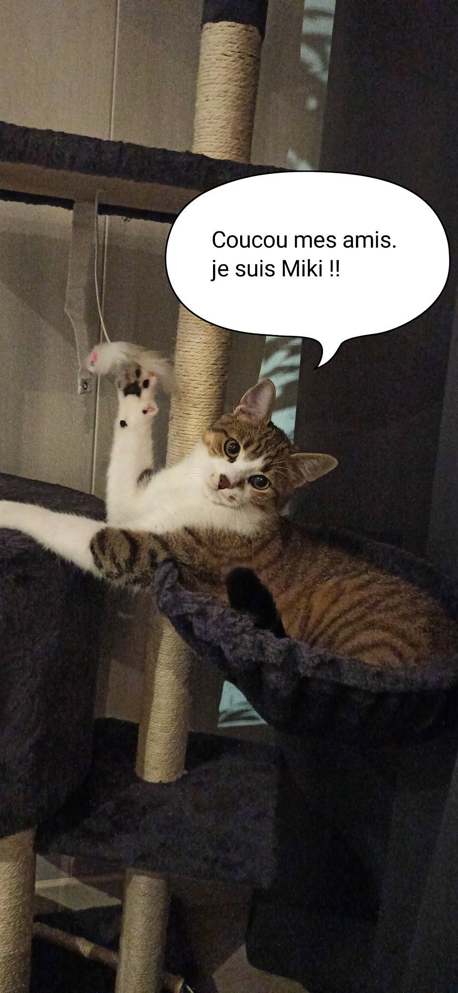 Miki participe au concours pour gagner de l'argent avec cette photo : art, carnivore, cat, cat_supply, domestic_short_haired_cat, fawn, felidae, font, fur, internet_meme, paw, pet_supply, photo_caption, small_to_medium_sized_cats, tail, terrestrial_animal, toy, vertebrate, whiskers, wildlife