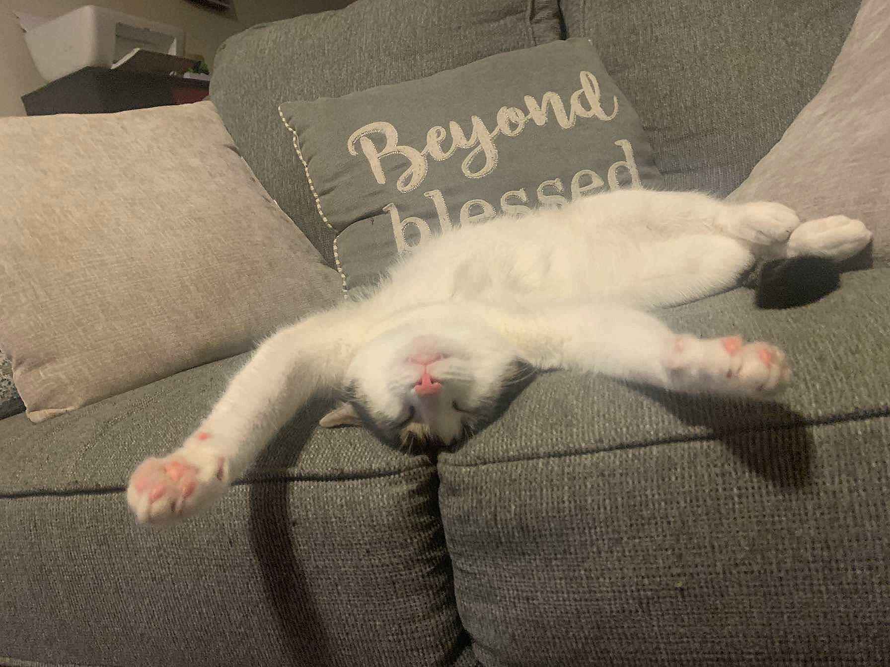 Maximus joined the competition — help win amazing prizes! bedding, carnivore, cat, claw, comfort, couch, domestic_short_haired_cat, felidae, flooring, foot, fur, grey, linens, paw, pillow, room, small_to_medium_sized_cats, tail, throw_pillow, whiskers