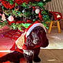 dog, black_dog, santa_costume, christmas_tree, holiday_decorations, red_garland, white_ornaments, plaid_tree_skirt, wooden_floor, stool, blanket, festive, indoor, natural_light, pet, cute, christmas, holiday, decor, cozy