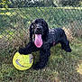 dog, black_dog, soccer_ball, grass, fence, outdoor, pet, playful, tongue_out, happy, canine, animal, leisure, nature, daylight, fur, paw, chewed_ball, field, summer