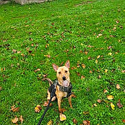 Tarot Merrieau a rejoint le concours — aidez-le/la à gagner de superbes lots ! dog, leash, harness, grass, greenery, autumn_leaves, outdoor, pet, animal, canine, sitting, alert, stone_wall, nature, daylight, park, small_dog, ears_up, brown_dog, cute