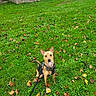 dog, leash, harness, grass, greenery, autumn_leaves, outdoor, pet, animal, canine, sitting, alert, stone_wall, nature, daylight, park, small_dog, ears_up, brown_dog, cute