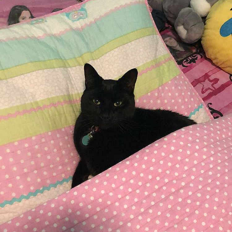 Ink is registered to the contest to win money with this photo: carnivoran, cat, cat_like_mammal, flooring, kitten, mammal, material, pattern, pink, play, small_to_medium_sized_cats, textile, vertebrate, whiskers