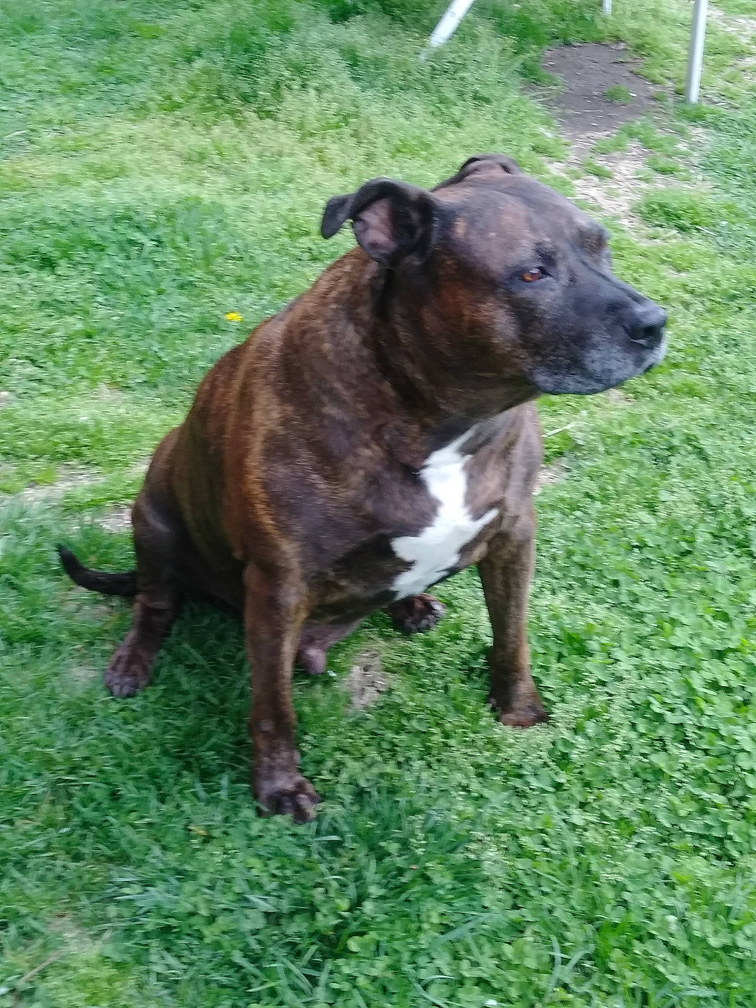 Max is registered to the contest to win money with this photo: ancient_dog_breeds, canidae, carnivore, collar, companion_dog, dog, dog_breed, fawn, grass, groundcover, liver, non_sporting_group, plant, snout, sporting_group, tail, terrestrial_animal, whiskers, working_animal, working_dog